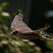 Edward Hawk Photo 23