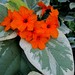 John Cordia Photo 16