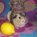 Crystal Fortune Photo 30