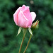 Elizabeth Minter Photo 35