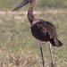 Thomas Storch Photo 30