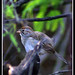 Shannon Wing Photo 38