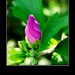 Rose Sharon Photo 35
