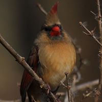 Lynda Hart Photo 6