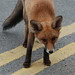 Kent Fox Photo 29