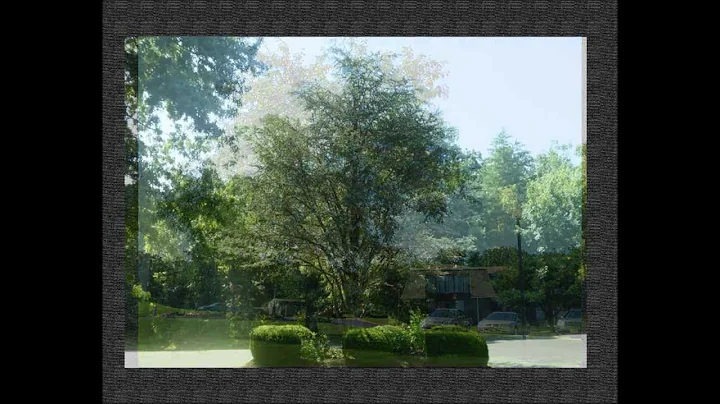 Susan Ferrante Photo 27