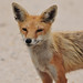 Mona Fox Photo 39