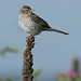 Clay Corder Photo 16