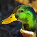 Don Mallard Photo 19