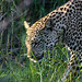 April Leopard Photo 12