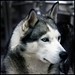 David Canino Photo 18