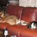 Abbie Brown Photo 29