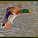 Don Mallard Photo 20