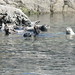 Myra Seals Photo 18