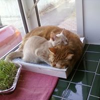 Donna Strom Photo 1