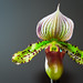 Flor Nunez Photo 35