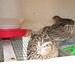 James Quail Photo 19
