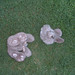 Vincent Brown Photo 34