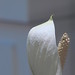 Poonam Bhatia Photo 26