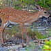 Virginia Deer Photo 14