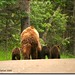 Patricia Bear Photo 30
