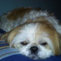 Harry Chan Photo 3