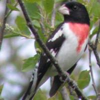 Jean Lundquist Photo 3