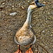Ronald Swan Photo 26