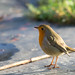 Robin Ely Photo 27