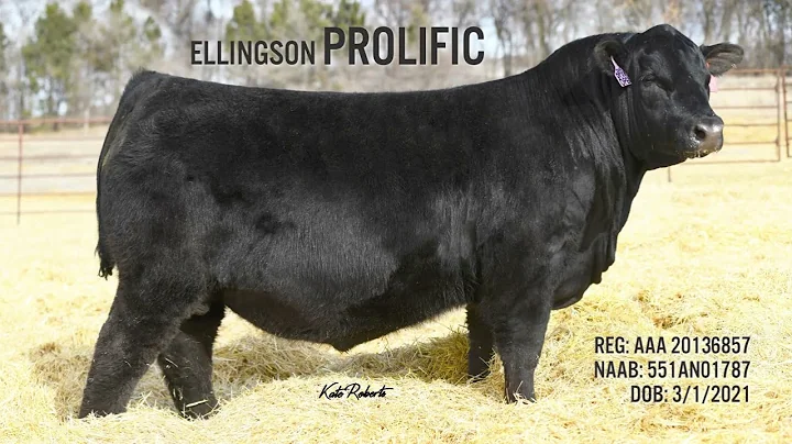 Kelly Ellingson Photo 20