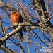 Robin Forsythe Photo 31