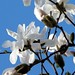 Lynn Blossom Photo 8