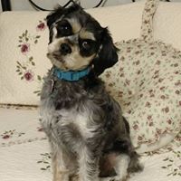 Cindy Houle Photo 4