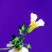 Flora Hart Photo 15