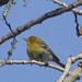 Michael Pines Photo 29