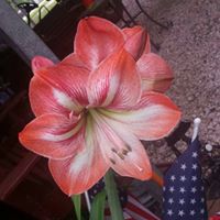 Barbara Pugh Photo 7