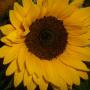 David Nicoletti Photo 19