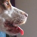 Bonnie Large Photo 11