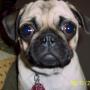 Dawn Kuhlman Photo 13
