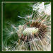 Linda Blow Photo 21