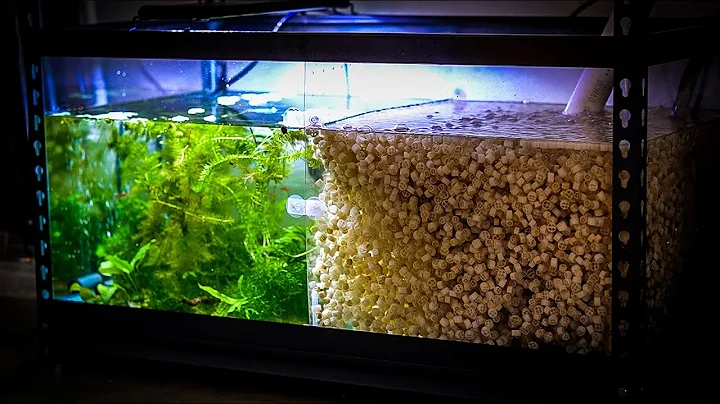 Rosemary Sump Photo 8
