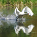 Norman Swan Photo 19