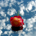 B Rose Photo 17