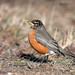 Robin Forsythe Photo 30