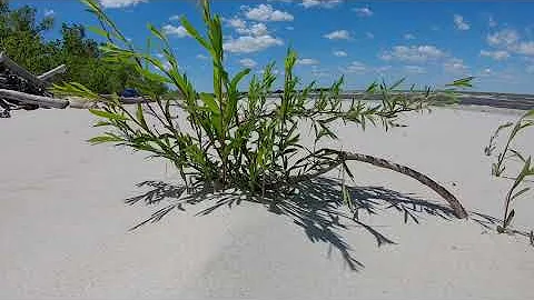 Patricia Beach Photo 29