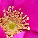 Bernard Rose Photo 35