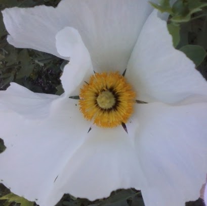 Jane Crossen Photo 6