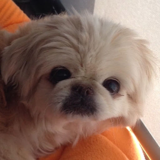 Dominic Chan Photo 16