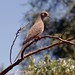 Alice Bird Photo 36