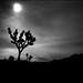 Roy Parsons Photo 38